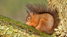 Eichhörnchen (34).jpg